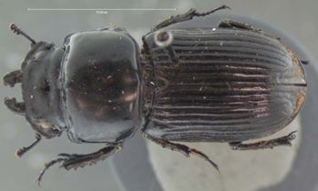 Media type: image;   Entomology 25913 Aspect: habitus dorsal view